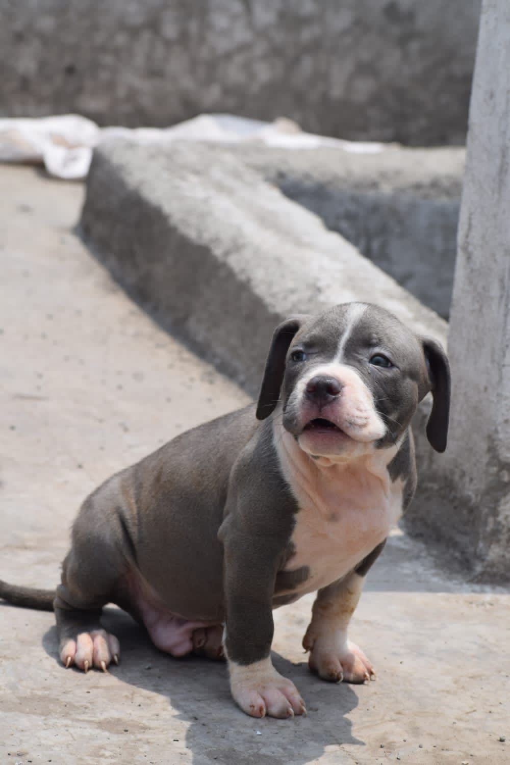 Purchase KCI Registered Pitbull Puppy from Vizag